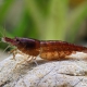 picture of Neocaridina davidi ”Chocolate”