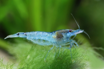 Blue Pearl Atyidae