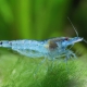 picture of Neocaridina palmata ”Blue Pearl”