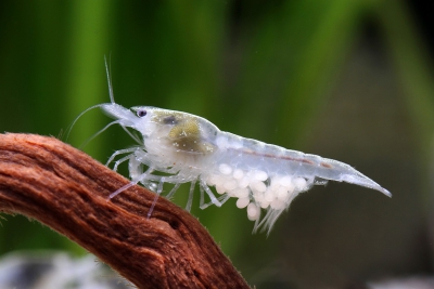 White Pearl Atyidae