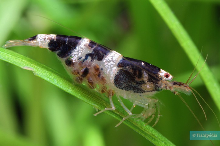 Paracaridina haivanensis ”princess bee”