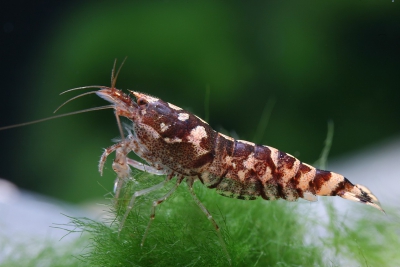 Paracaridina meridionalis Atyidae