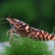 picture of Paracaridina meridionalis