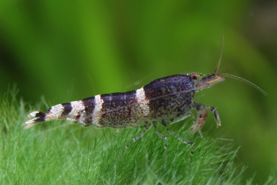 Paracaridina sp ”Blue Bee” Atyidae