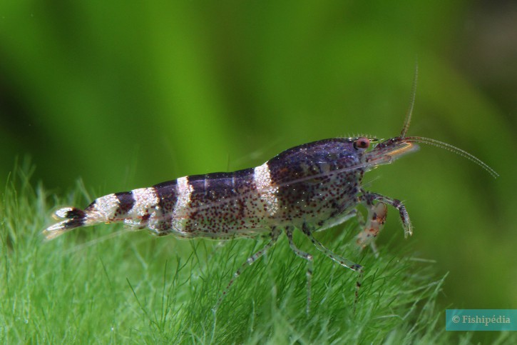 Paracaridina sp ”Blue Bee”