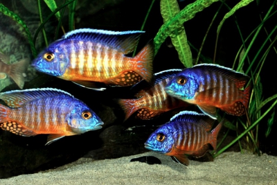Aulonocara hueseri Cichlidae