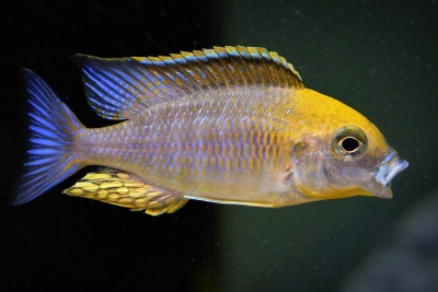 Lethrinops yellow collar Cichlidae