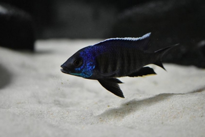 Copadichromis sp. kawanga Cichlidae