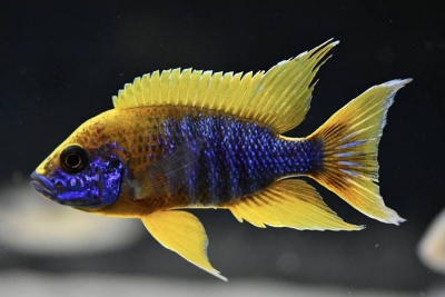 Aulonocara jacobfreibergi "mamelela" Cichlidae