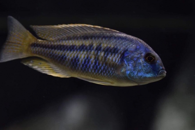 Chilotilapia rhoadesii Cichlidae