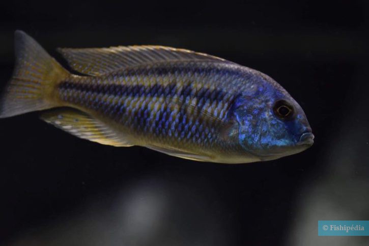 Chilotilapia rhoadesii