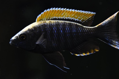 Copadichromis sp. "firecrest mloto" gome Cichlidae