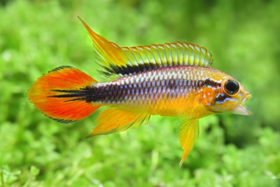 Apistogramma agassizii Cichlidae