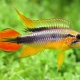 picture of Apistogramma agassizii