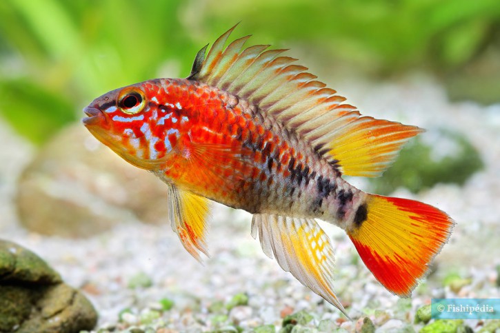 Apistogramma macmasteri