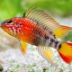 picture of Apistogramma macmasteri