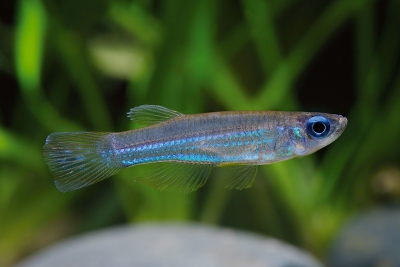néon aux yeux bleus Procatopodidae