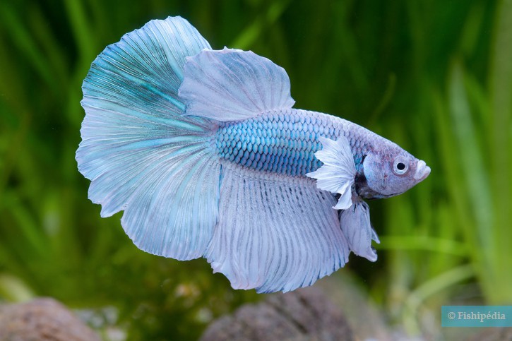 Betta splendens - pez luchador de Siam