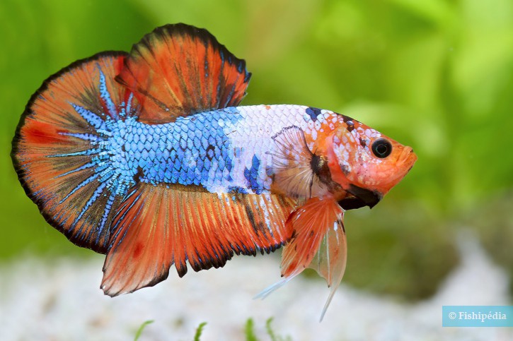 Betta splendens - pez luchador de Siam