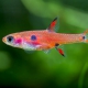 picture of Boraras maculatus