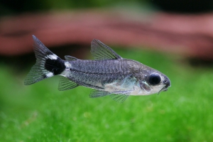 Corydoras hastatus