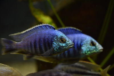 Placidochromis sp. "jalo" Cichlidae