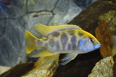 Venustus Cichlidae