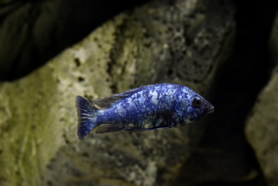 phenochilus tanzania Cichlidae