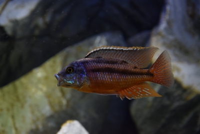 Namalenje Cichlidae