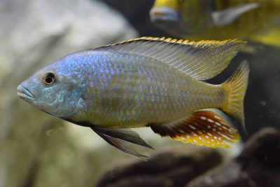 Hemitilapia oxyrhyncha Cichlidae