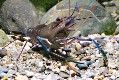 Macrobrachium rosenbergii Palaemonidae