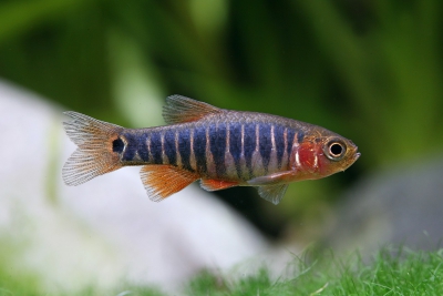 Celestichthys erythromicron Danionidae