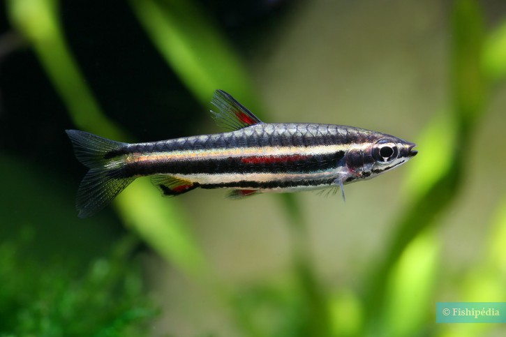 Nannostomus marginatus