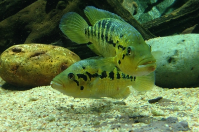 Parachromis Sp. Boca del Toro Cichlidae