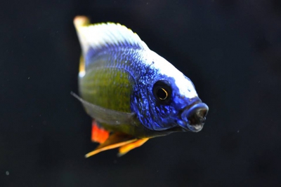 Protomelas sp. " Taiwan Reef " Cichlidae