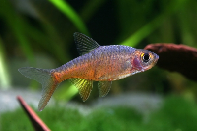 rasbora de feu Cyprinidae