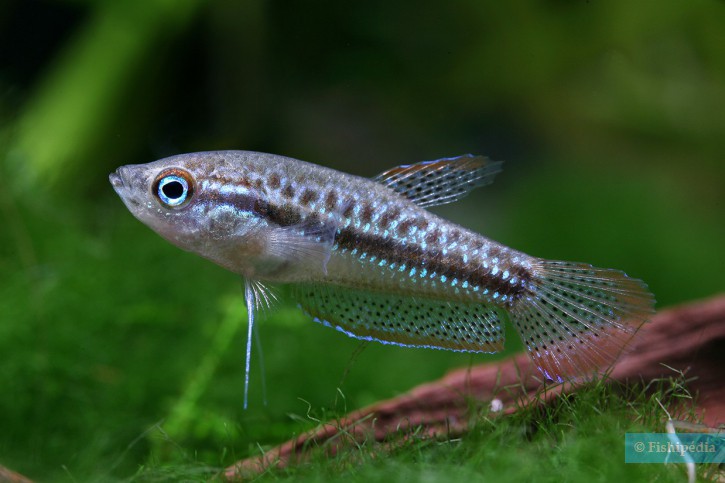 Trichopsis pumila