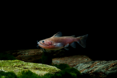 Asterophysus batrachus Auchenipteridae