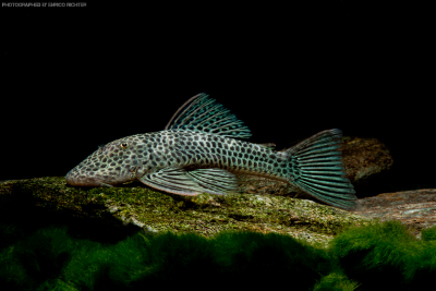 Chaetostoma joropo