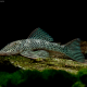 picture of Chaetostoma joropo