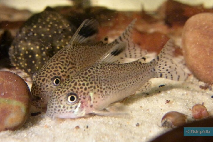 Corydoras punctatus