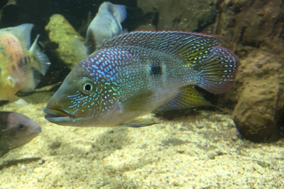 Cribroheros rhytisma Cichlidae