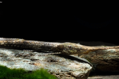 Farlowella platorynchus