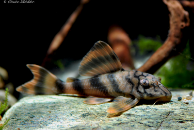 Peckoltia braueri Loricariidae