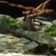 picture of Hemiancistrus sp. 'L128'