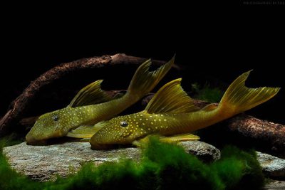 Baryancistrus demantoides Loricariidae