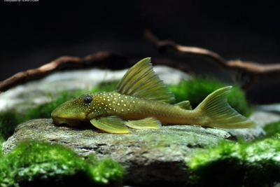 Green Phantom Loricariidae