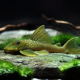 picture of Hemiancistrus subviridis