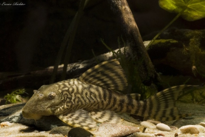 Panaqolus changae