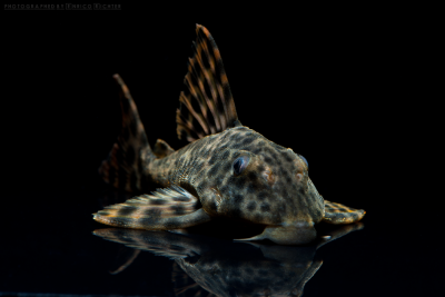 Peckoltia oligospila Loricariidae